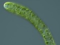 Fot. 6. Vaucheria litorea, glon, z którego ślimak Elysia chlorotica pozyskuje chloroplasty, źródło:http://chloroplast.ocean.washington.edu/book/export/html/596 dostęp 20.04.2016